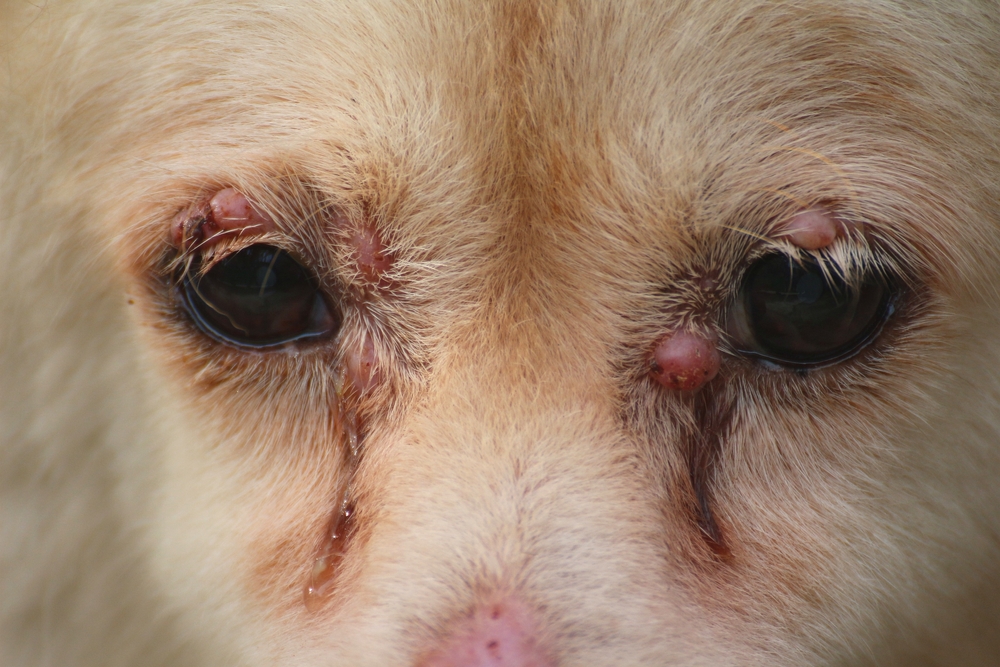 Red cancerous moles near and around a white dog's eyes