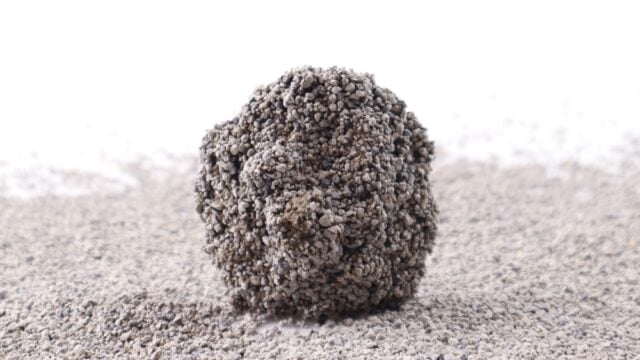 Cat,Fecal,Clumping,In,Cat,Litter Can Dogs Get Sick from Eating Cat Poop - Featured Image