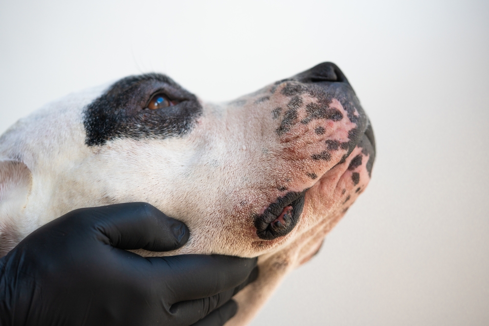 White dog with red, inflamed snout due to food alergy