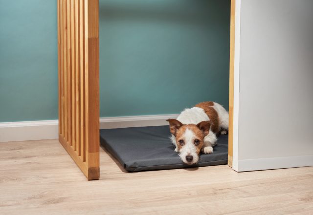 A,Small,Dog,Is,Comfortably,Resting,On,A,Bed,Inside Dog Corner Ideas Featured Image
