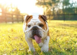 Brachycephalic Bulldog running and panting outdoors - sign of an overexercised dog