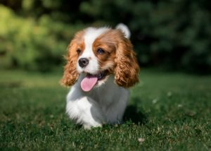Cavalier King Charles Spaniels also don't do well in hot climates