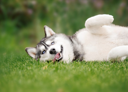 siberian-husky-in-the-summer-laying-in-grass