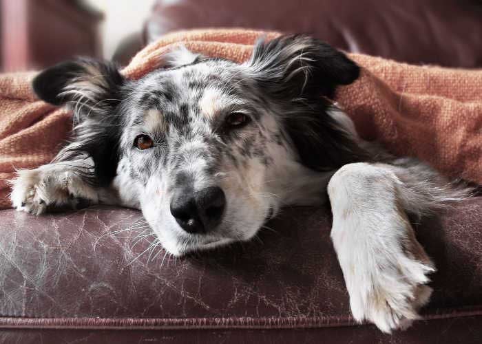 Signs & Symptoms of Vestibular Disease in Dogs