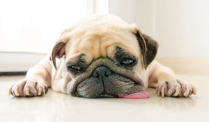 Lethargy - Possible side effect of Prednisone for dogs