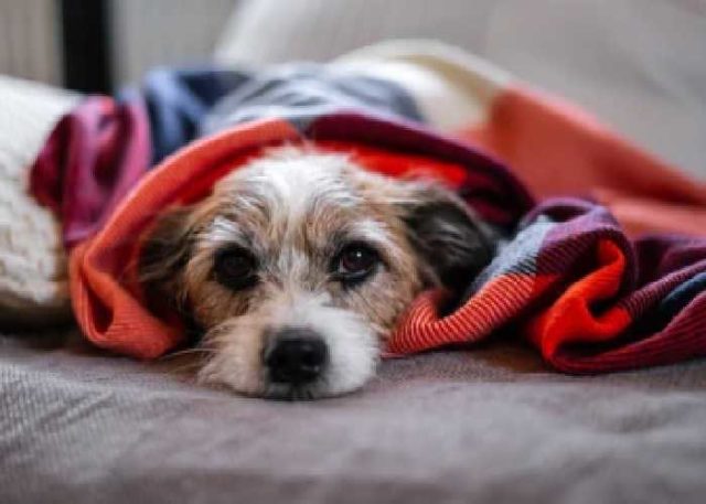 Cerebellar Hypoplasia in Dogs Featured Image