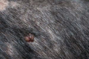 Skin Tag on a dog Skin Tag on a dog - possible reason of bump on a dog's private area