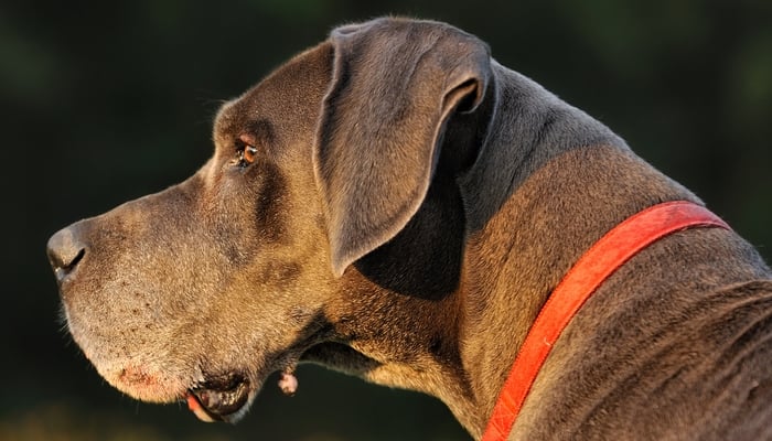 A skin tag hanging off of a dog's chin