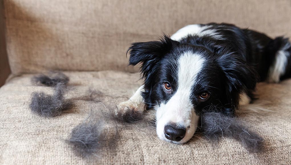 Stress is also one factor of why do dogs shed so much