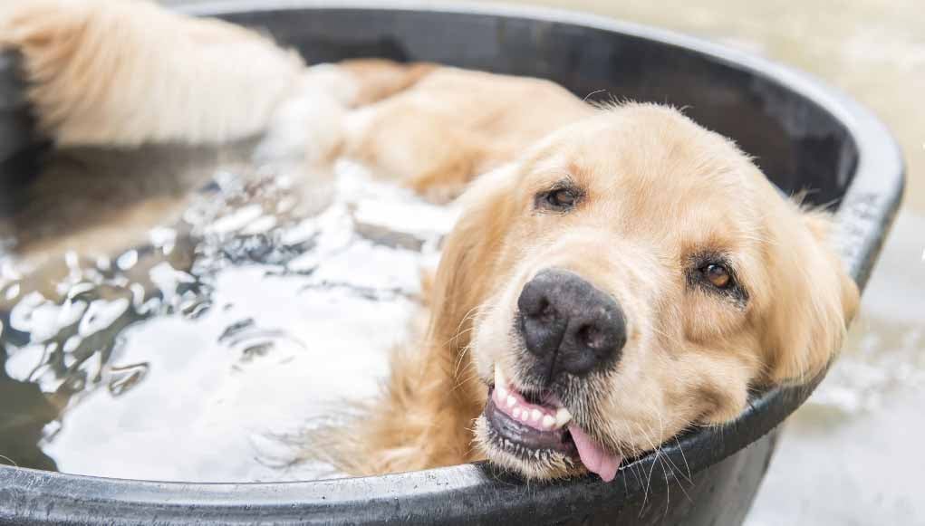 Summer and Dogs_ Tips, Risks, and How To Keep Them Safe