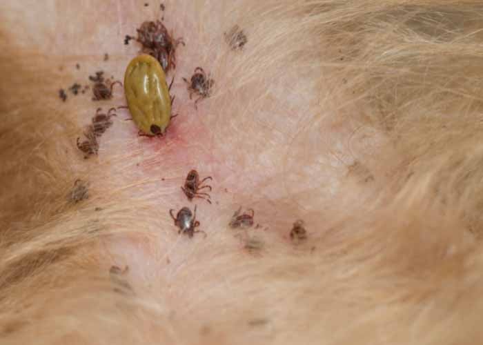 Summer parasites ticks on dog skin
