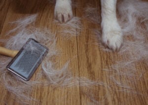 Summer shedding in dogs