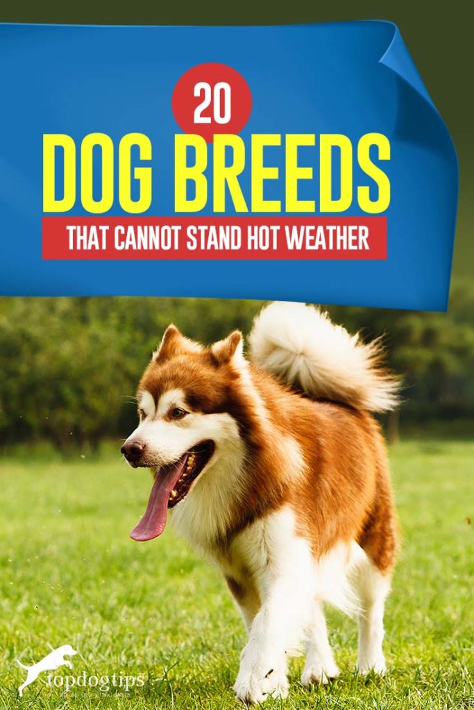 The 20 Dog Breeds That Don't Do Well in Hot Weather The 20 Dog Breeds That Don't Do Well in Hot Weather