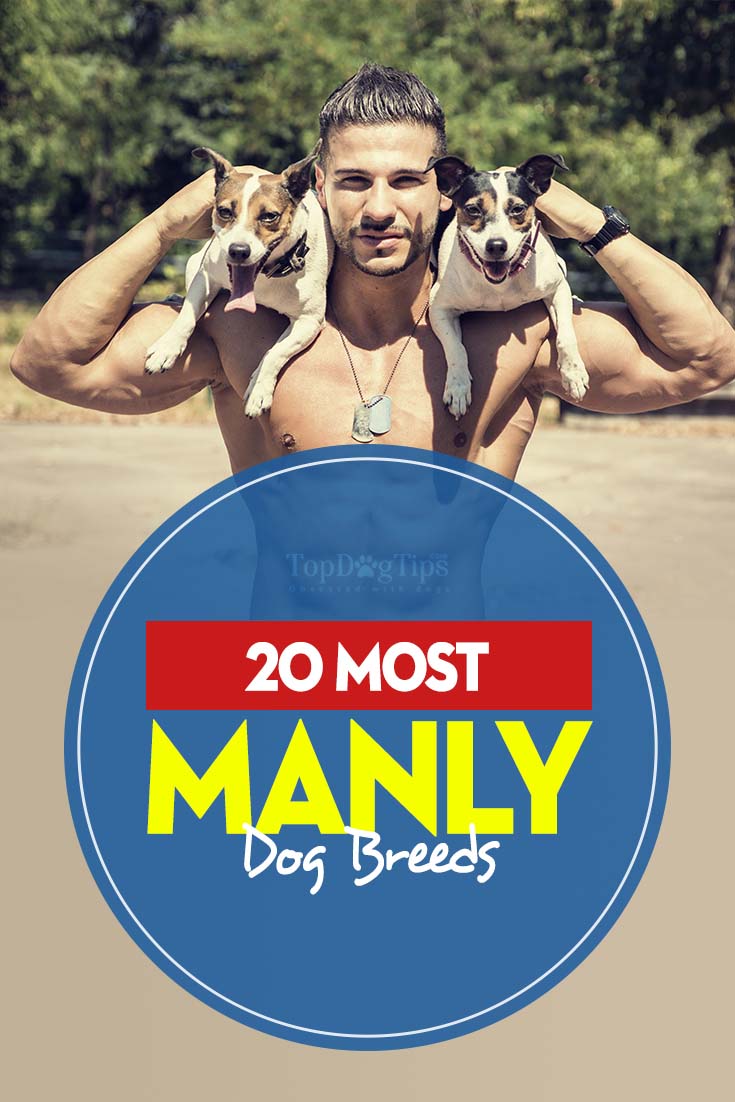The 20 Most Manly Dog Breeds The 20 Most Manly Dog Breeds