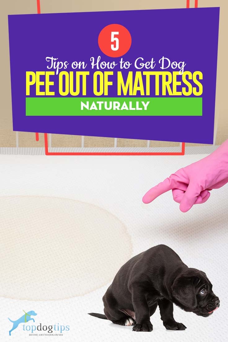The 5 Tips on How to Get Dog Pee Out of Mattress The 5 Tips on How to Get Dog Pee Out of Mattress