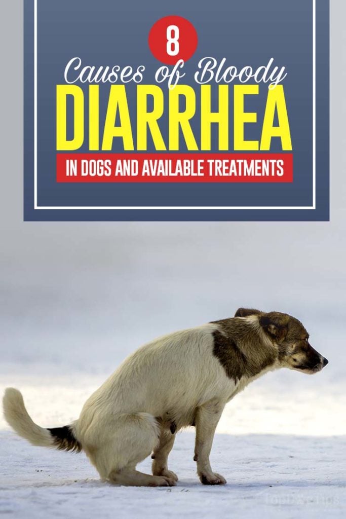 The 8 Causes of Bloody Diarrhea in Dogs The 8 Causes of Bloody Diarrhea in Dogs