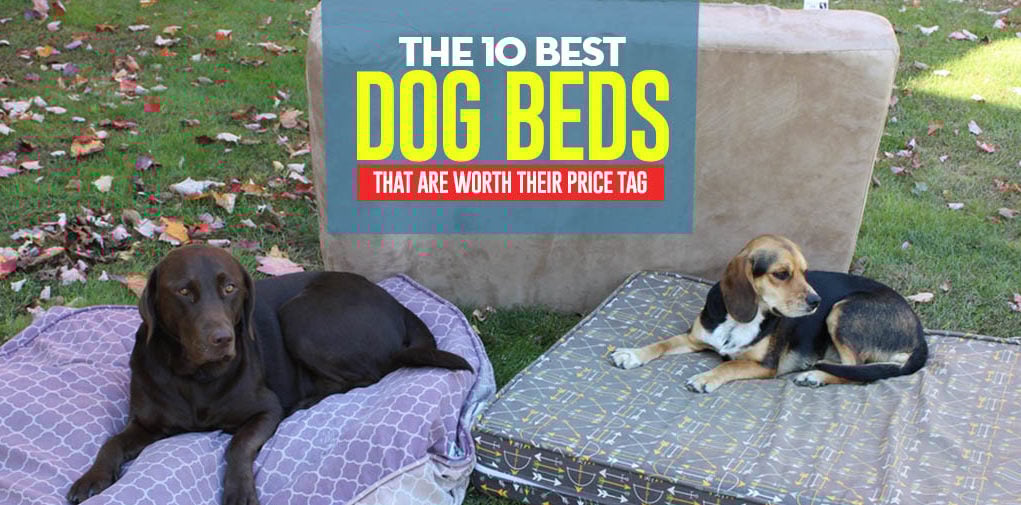 The Best Dog Bed of 2018 The Best Dog Bed of 2018