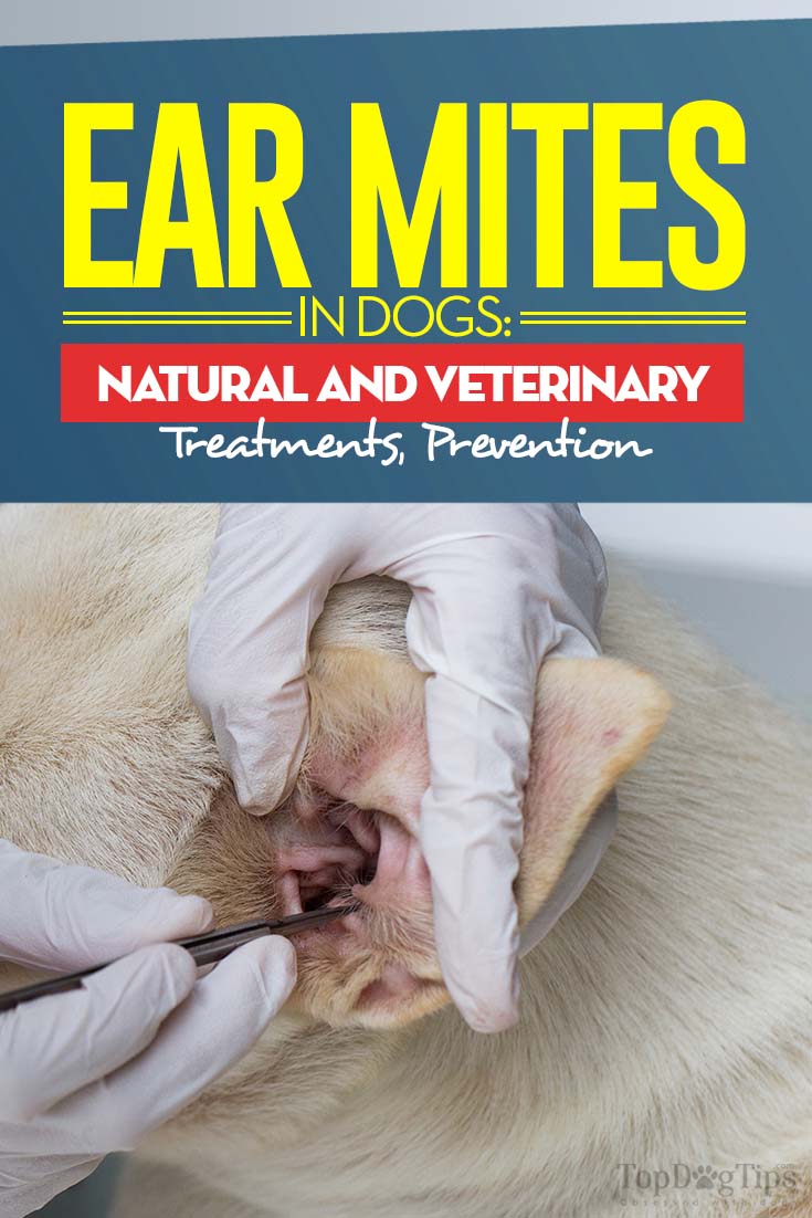The Guide on Ear Mites in Dogs The Guide on Ear Mites in Dogs