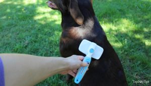 Brushing a chocolate Labrador's coat