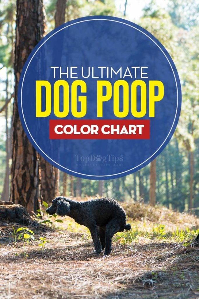 The Ultimate Dog Poop Color Chart The Ultimate Dog Poop Color Chart Title Card
