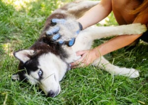 Tips for Dealing With Your Dog’s Summer Shedding