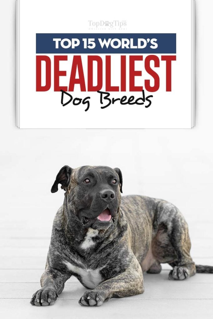 Top 15 World’s Deadliest Dog Breeds Top 15 World’s Deadliest Dog Breeds