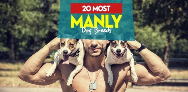 Top 20 Most Manly Dog Breeds Top 20 Most Manly Dog Breeds