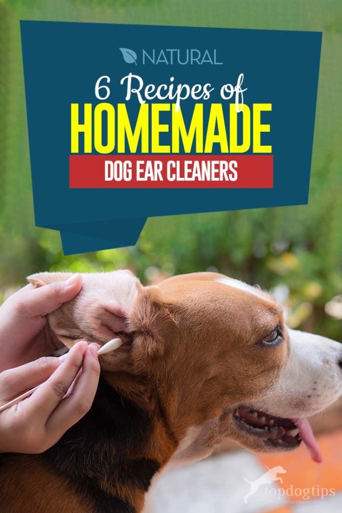 Top 6 Recipes of Homemade Dog Ear Cleaners Infographic