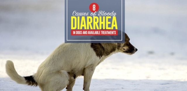Top 8 Causes of Bloody Diarrhea in Dogs and Available Treatments Top 8 Causes of Bloody Diarrhea in Dogs and Available Treatments