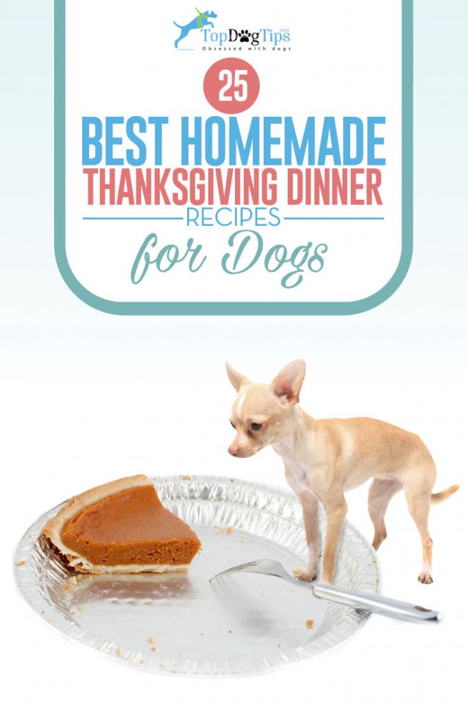 Top Best Thanksgiving Dinner Recipes for Dogs Top Best Thanksgiving Dinner Recipes for Dogs