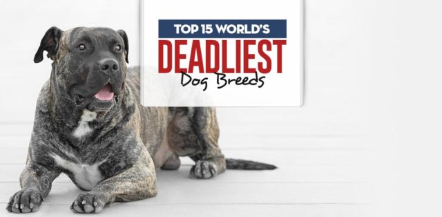 Top World's Deadliest Dog Breeds Top World's Deadliest Dog Breeds