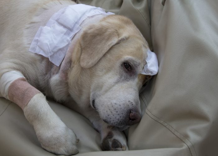 Cancer in Dogs is One of the Most Common Health Conditions To Look Out For