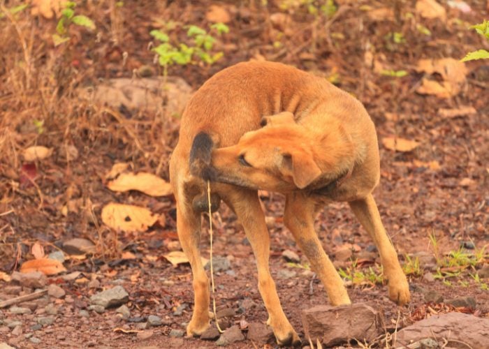 Worms and other internal parasites are common in summer