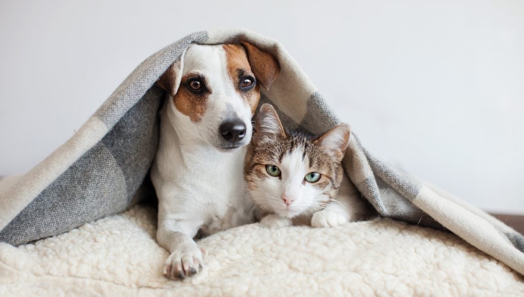 Dog and Cat co-living in a multi-pet household