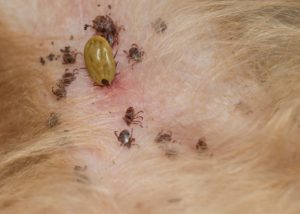 External Parasites can cause skin tags on dogs