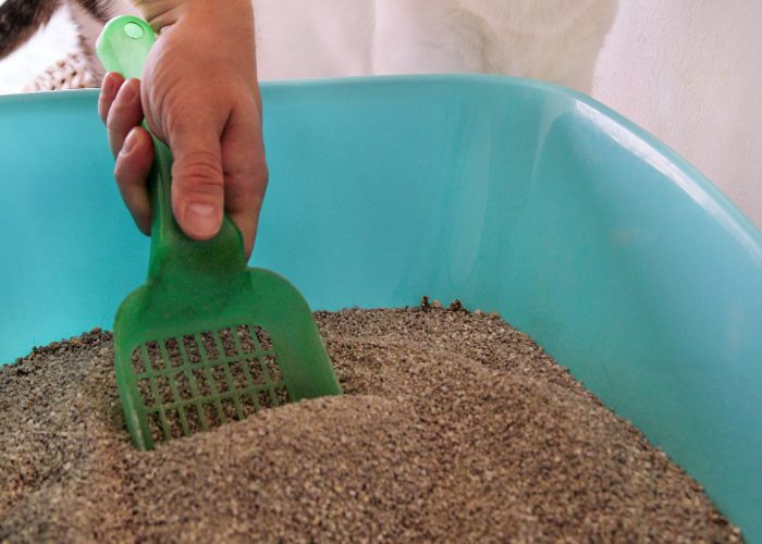 Make sure to clean the cat litter regularly to prevent your dog from eating cat poop