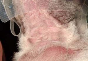Urticaria (Hives) on a dog Urticaria (Hives) on a dog - possible reason of bump on a dog's private area