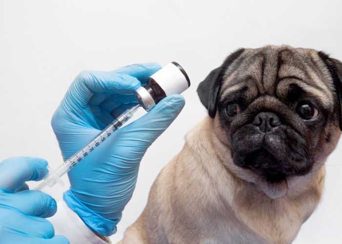 A pug getting a vaccine; vaccine costs in 2025