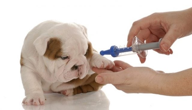 How much do puppy & dog vaccines cost in 2025? How much do puppy & dog vaccines cost in 2025?