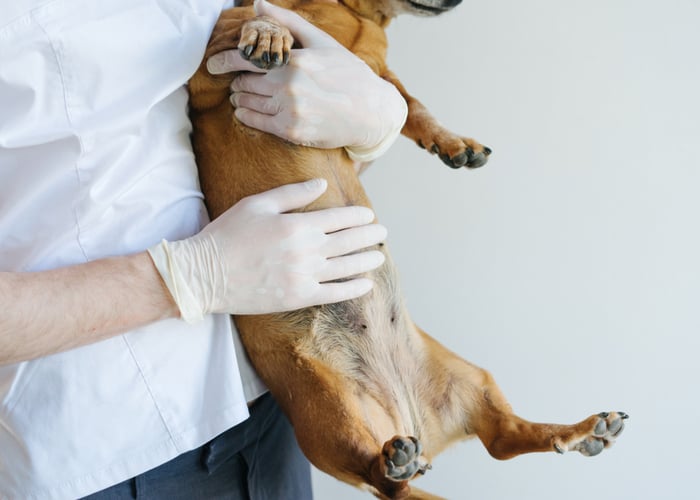 vet holding dog with vulvar dermatitis