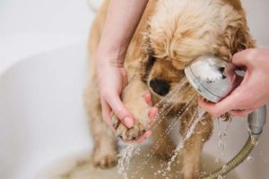 Wash your dog's paws when they got in contact with OFF!
