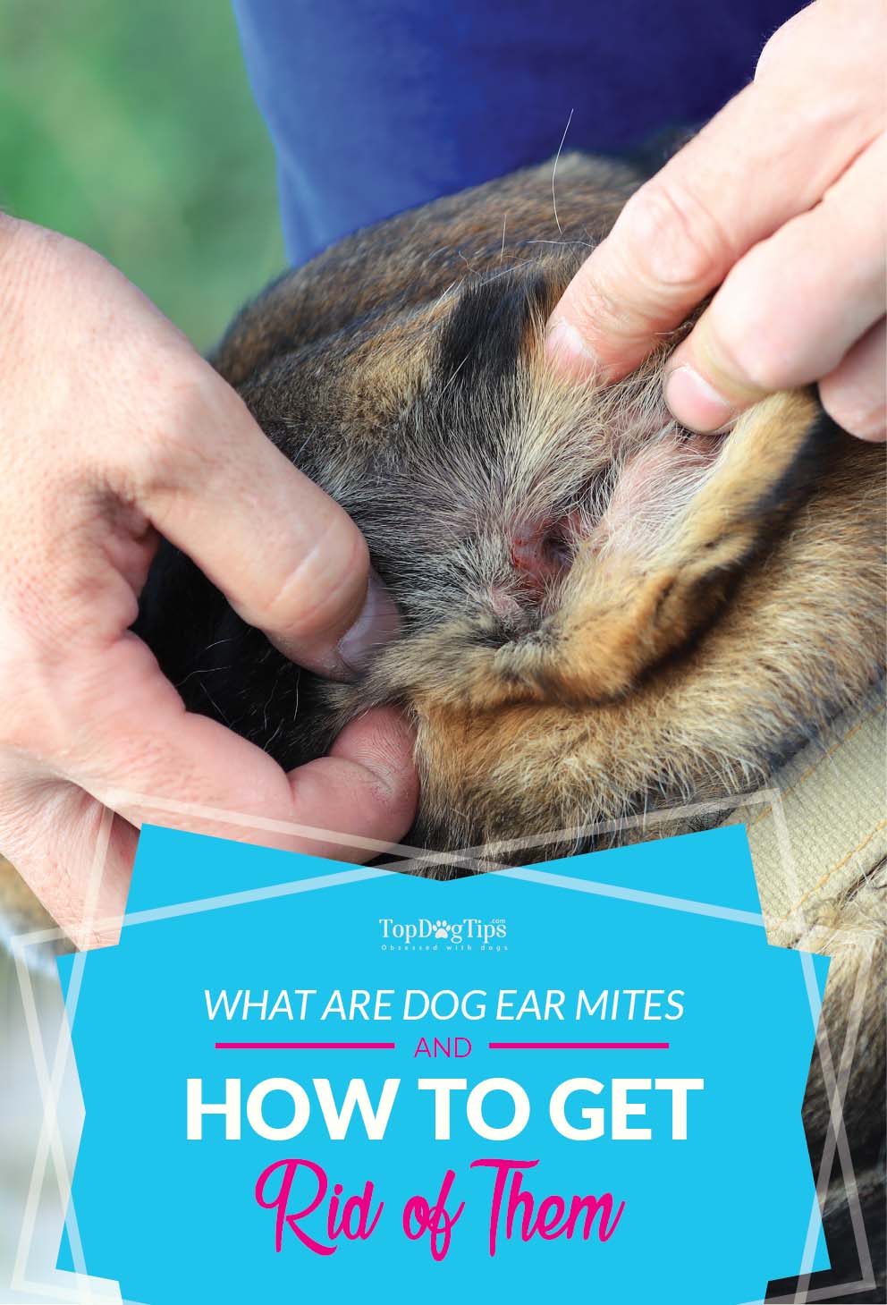 What Are Dog Ear Mites What Are Dog Ear Mites