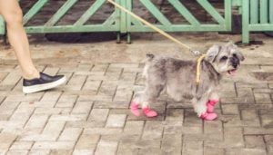 Have your dog wear dog shoes for safe exercise