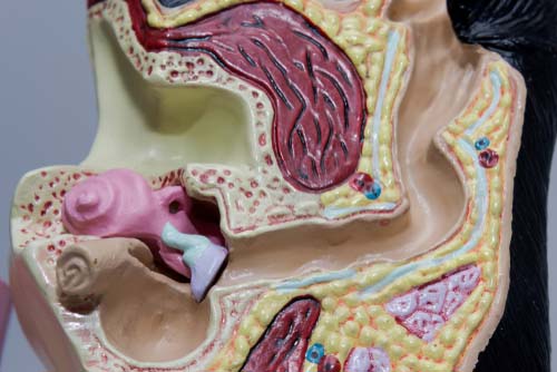 What dog ear canal looks like What dog ear canal looks like