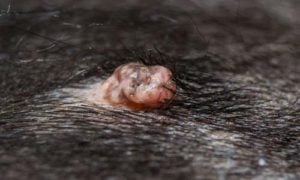 What dog warts look like