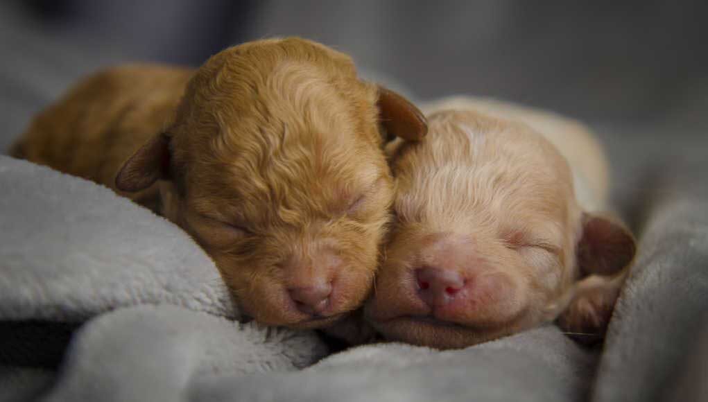 When Do Puppies Open Their Eyes When Do Puppies Open Their Eyes?