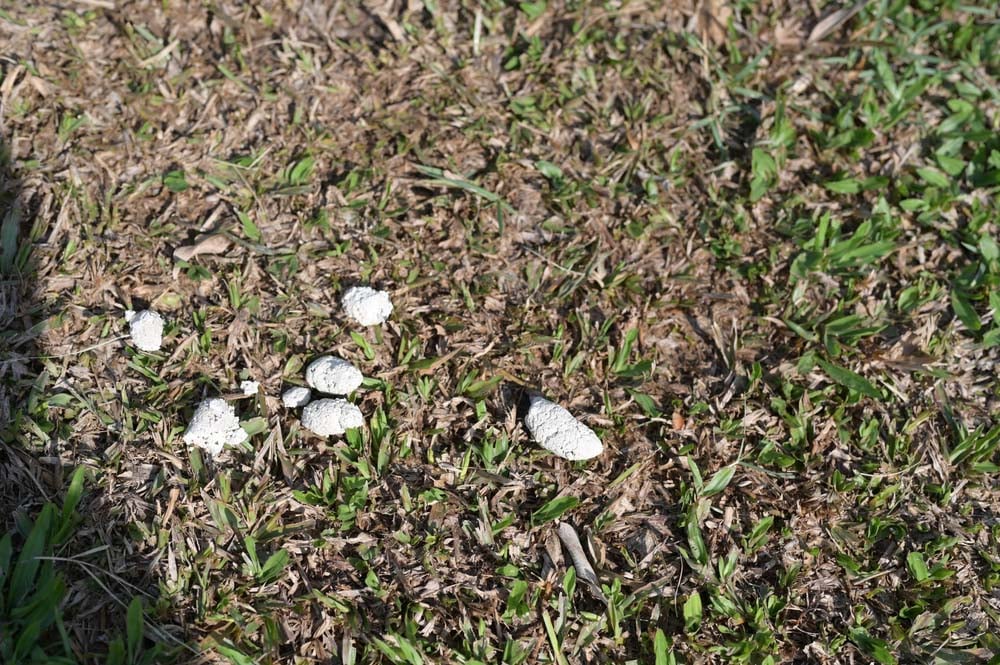 White Dog Poop Color White Dog Poop Color