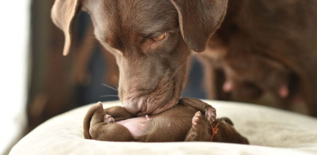 why-do-dogs-eat-their-puppies why do dogs eat their puppies