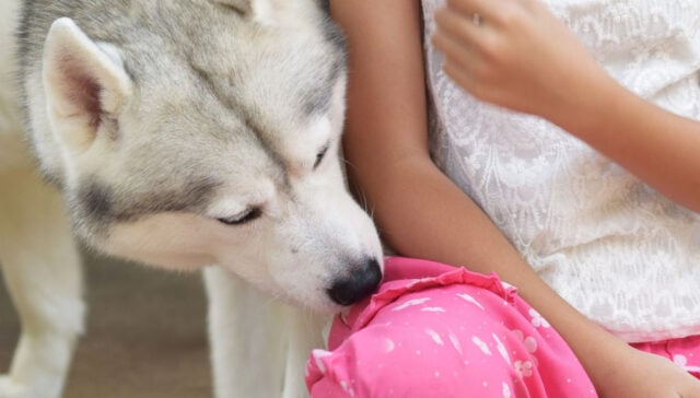 Why Do Dogs Smell the Crotch Area Why Do Dogs Smell the Crotch Area