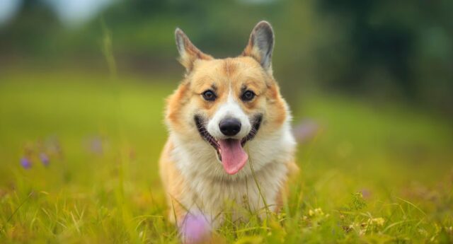 Why do dogs stick their tongue out featured image Why do dogs stick their tongue out featured image